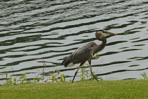 The heron is one of Kramer Chapel Lake's most frequent visitors.